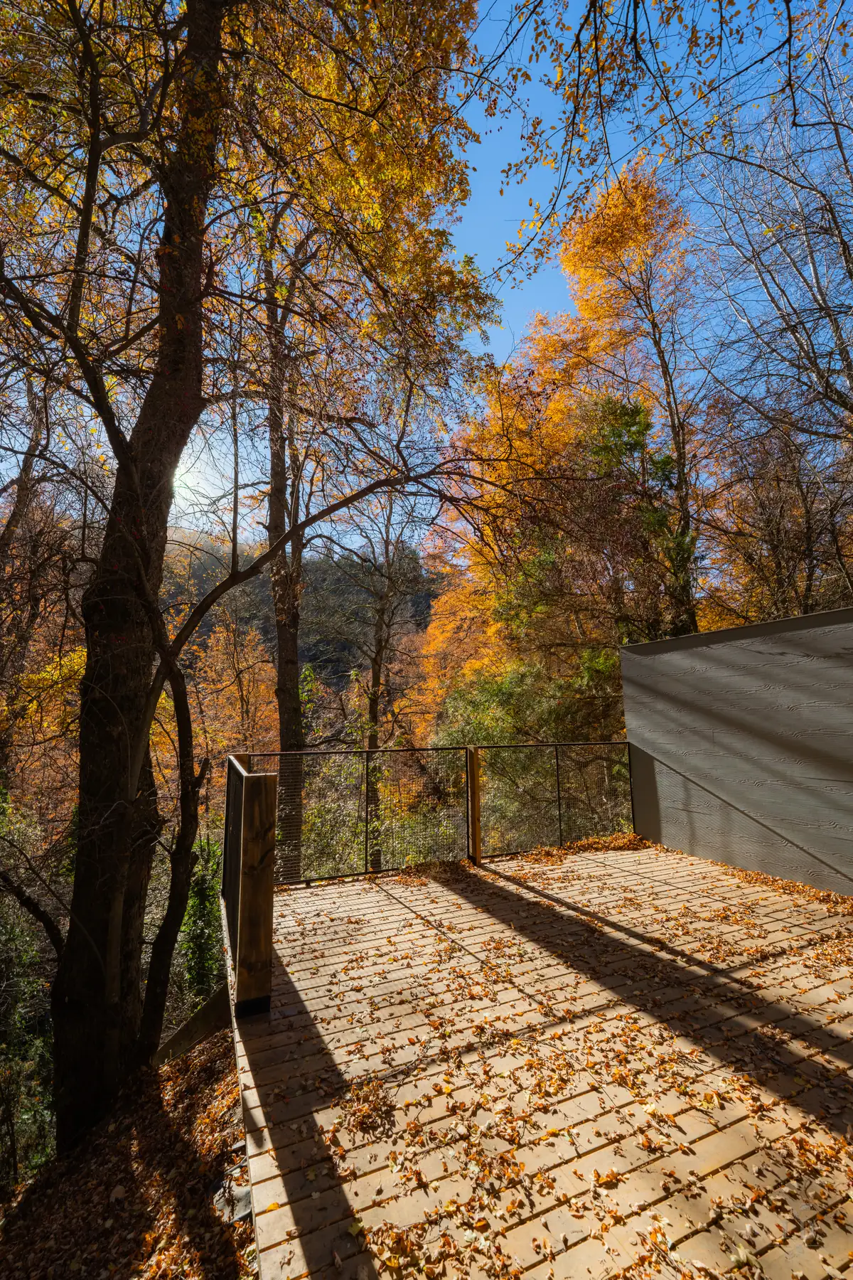 El bosque desde el deck